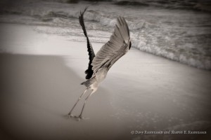 AL Autumn - Lift off in Gulf State Park
