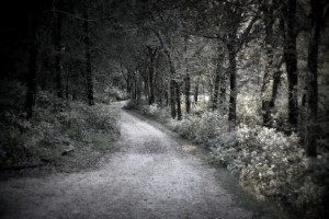 Butterfly Hollow Drive Way