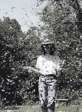 Butterfly Hollow Butterflies