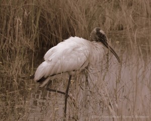 Wood Stork
