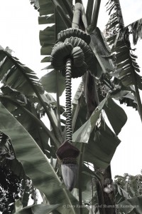If the flower points down it is an edible Banana tree, if the flower goes up it is ornamental.