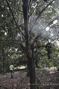 Walking under the Jack fruit trees. There were some hanging that were over 70 pounds.