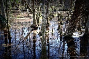 DSC_0004 (2)