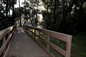 One of the many boardwalks going between hammocks and picnic areas