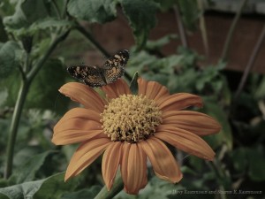 Checkered spot on Mexican Sunflower
