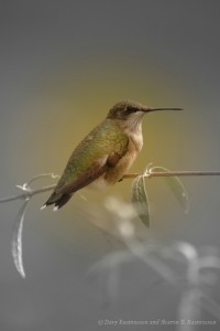 Ruby throated hummingbird