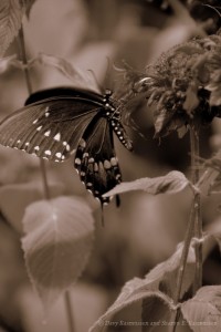Black Swallowtail