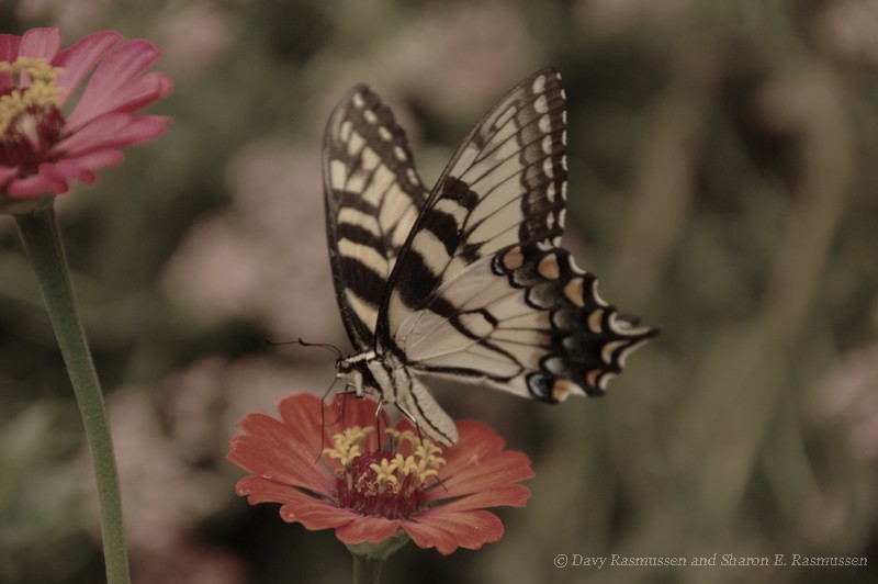 Tiger Swallowtail and Zinnias