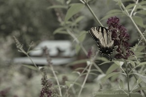 Chocolate Bob Butterfly Hollow