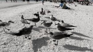 The Seagulls where laughing at my Red Bucket