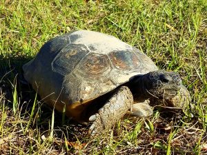 One eyed Gopher tortoise had his eye on us.