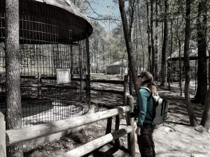 Dauset Trails Review