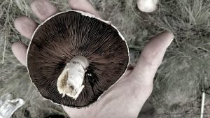South Fork Colorado Mushroom Foray
