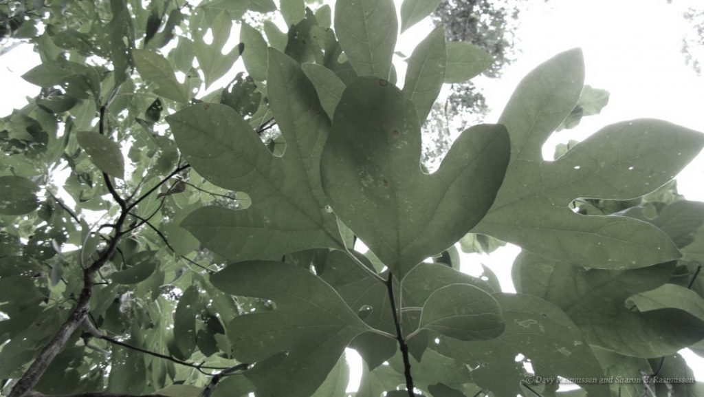 Sassafras Thicket