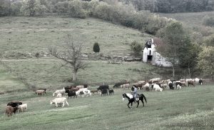 Bussell Farms - Larry Bussell